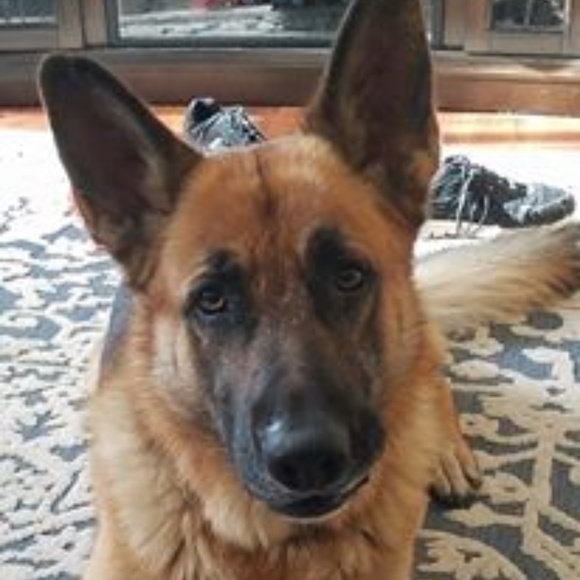 Meet your Posher, Priscilla - Picture 6 of 6